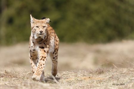 Ris Kras je stigao u prekrasne šume Plitvičkih jezera