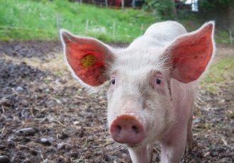 U Hrvatskoj potvrđena još tri slučaja afričke svinjske kuge