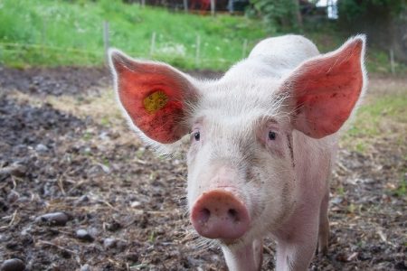 Afrička svinjska kuga po prvi puta prijavljena u Hrvatskoj