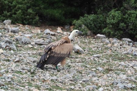 Bjeloglavi supovi Palina, Coline, Lima i Anton ponovno na nebu iznad Kvarnera!