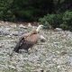 Bjeloglavi supovi Palina, Coline, Lima i Anton ponovno na nebu iznad Kvarnera!