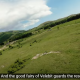 Izašao je prvi rewilding glazbeni spot!