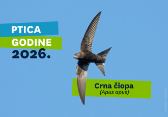 Crna čiopa je Ptica godine 2026.