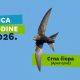 Crna čiopa je Ptica godine 2026.