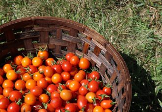 Bioraznolikost u akciji: Predavanje o prirodnoj zaštiti vrta u Lovincu