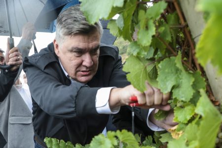 Milanović s diplomatima završio u vinogradu: ni kiša nije zaustavila berbu