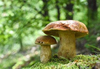 Branje gljiva u Hrvatskoj: Smijete ubrati do 3 kilograma dnevno, ali za državne šume trebate dozvolu