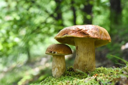 Branje gljiva u Hrvatskoj: Smijete ubrati do 3 kilograma dnevno, ali za državne šume trebate dozvolu